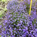 Lobelia erinus 'Crystal Palace' (2)